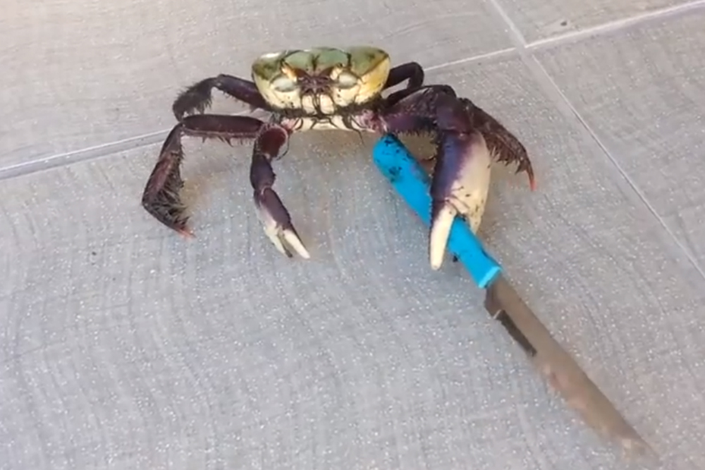 monster crab wielding a knife